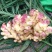 山东大姜鲜姜小黄姜嫩姜生姜面姜缅姜大黄姜姜巴代储存代加工
