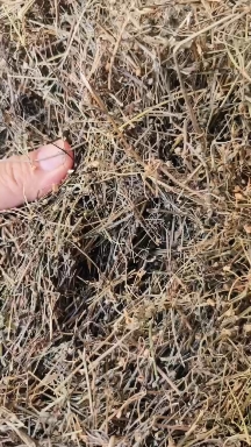 中药材白花蛇舌草新货颜色漂亮货源充足