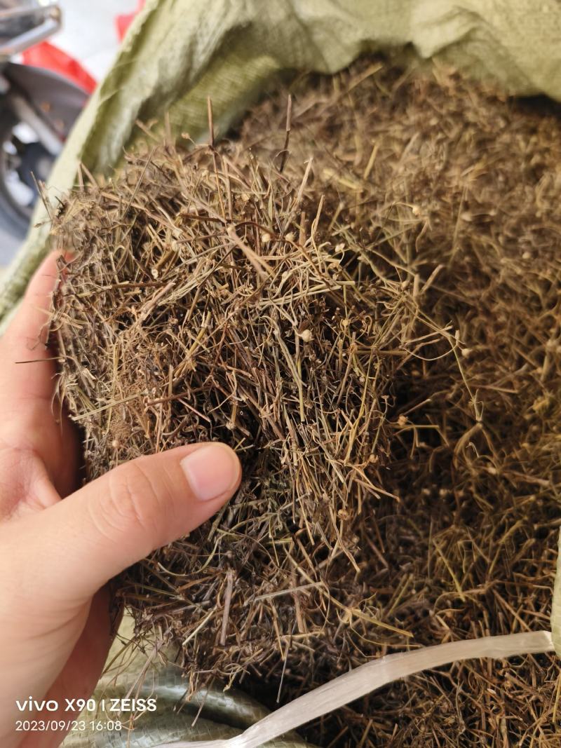 中药材白花蛇舌草新货颜色漂亮货源充足