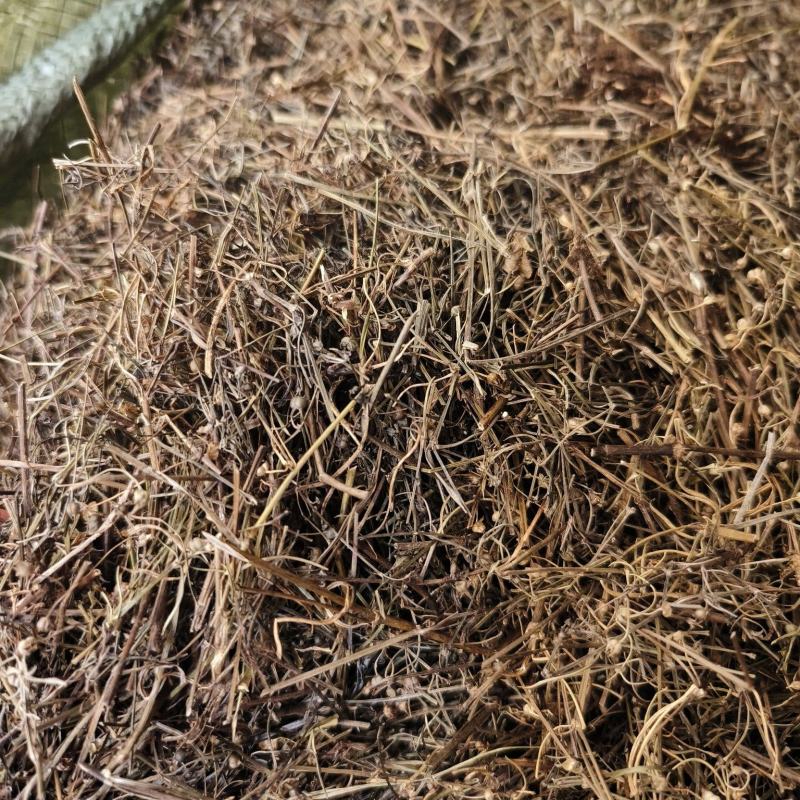 中药材白花蛇舌草新货颜色漂亮货源充足