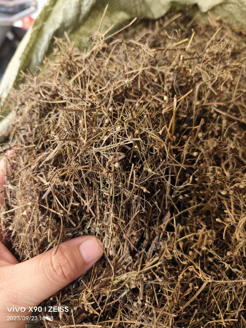 中药材白花蛇舌草新货颜色漂亮货源充足