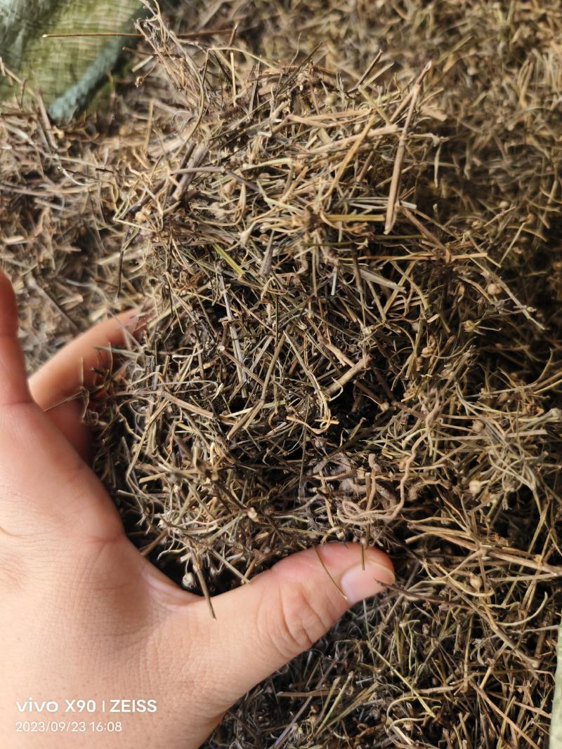 中药材白花蛇舌草新货颜色漂亮货源充足