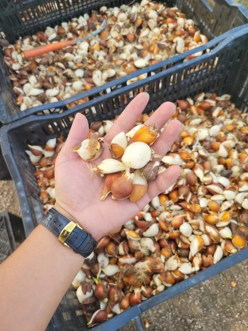 郁金香种球二代球