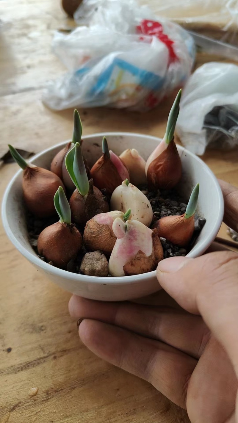 郁金香种球二代球