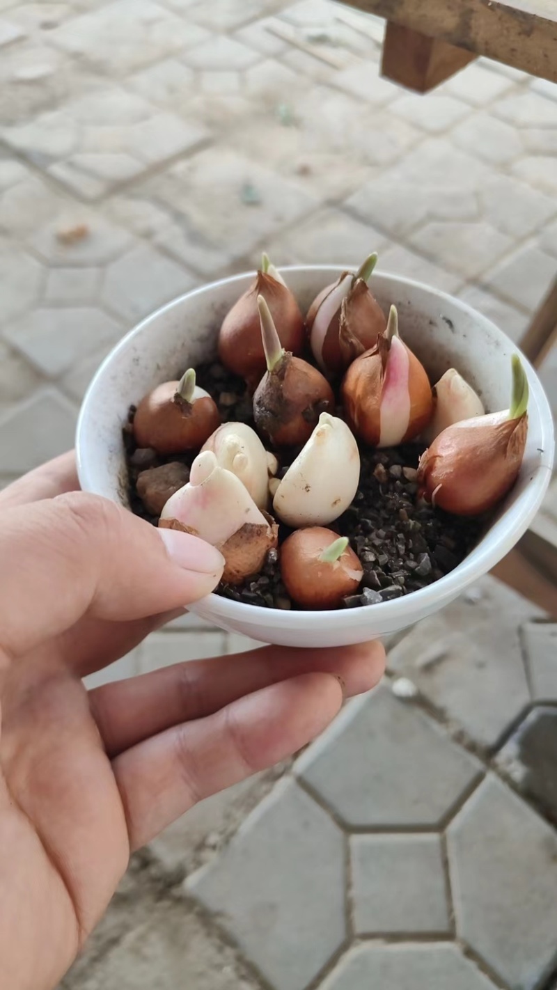 郁金香种球二代球
