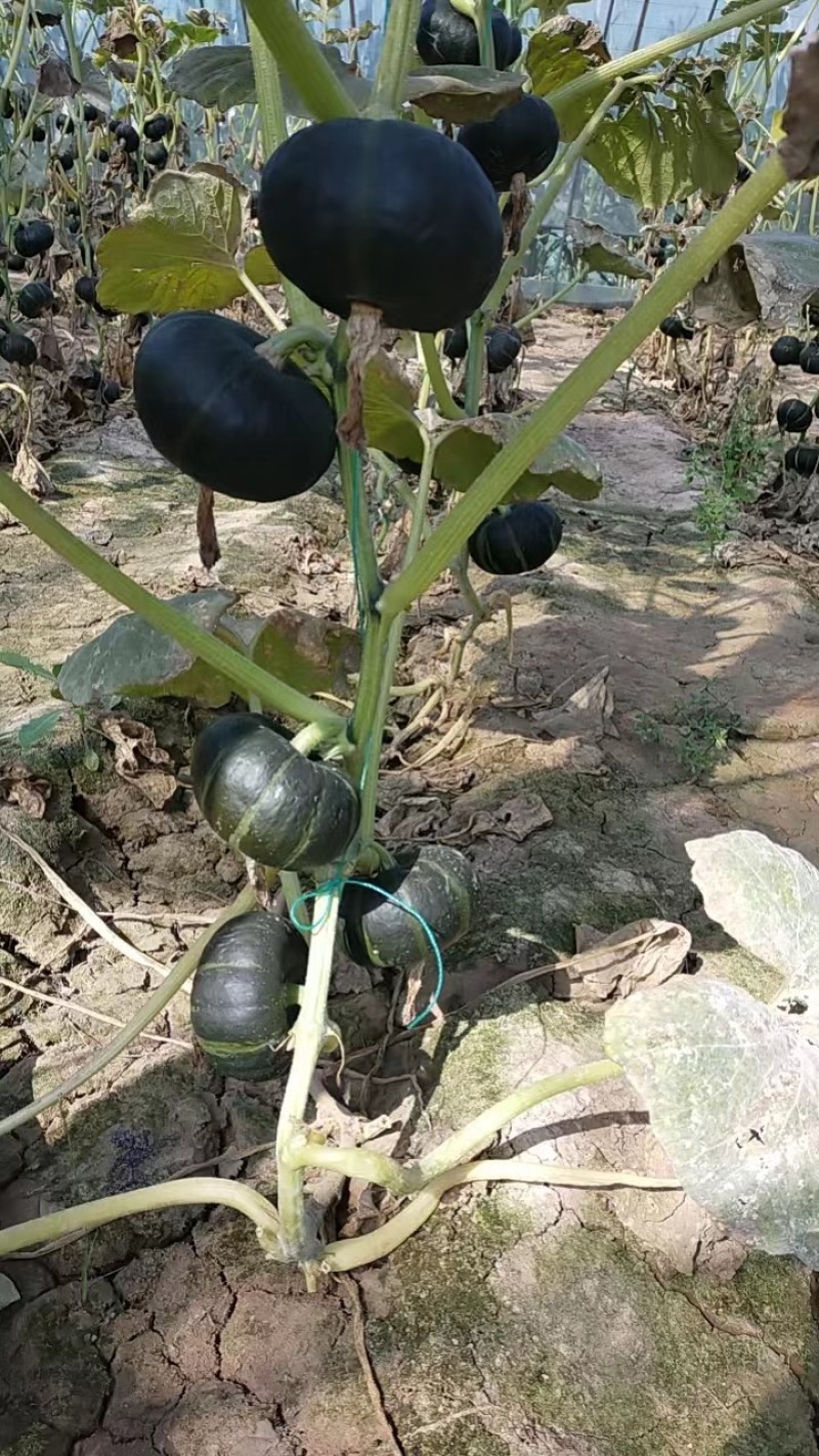 贝贝南瓜