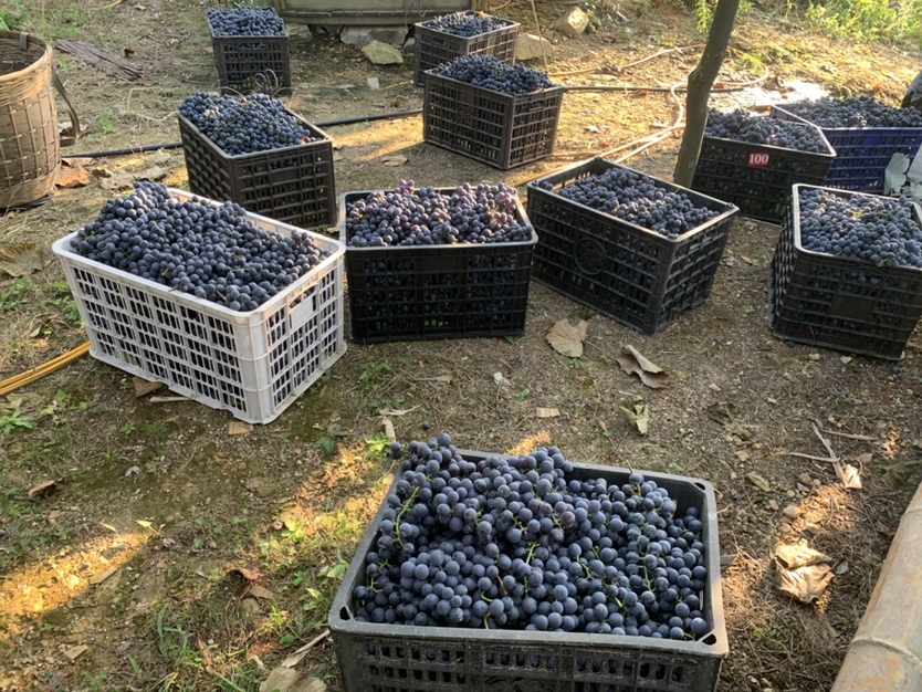 夏黑葡萄果篮
