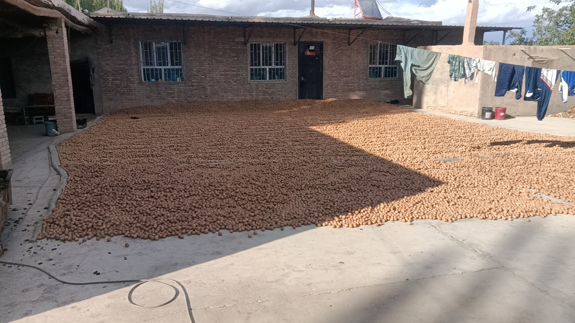 晾晒核桃场景图