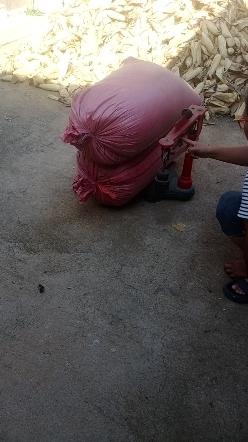 新小米