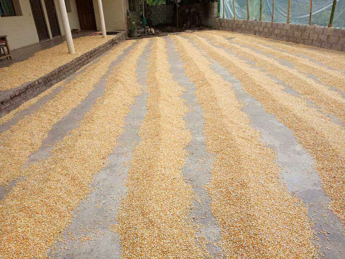 图中展示农村晾晒玉米棒子的实景,玉米整齐摆放于竹席上,阳光充足,有助于脱水干燥 晾晒玉米棒子的场景图