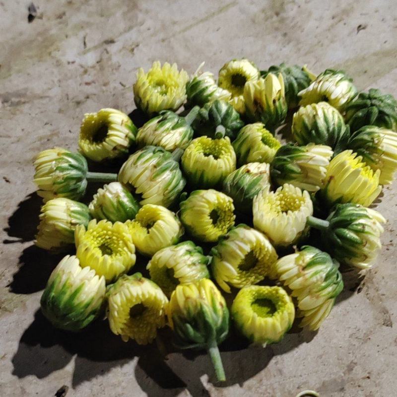 苏北杭北菊大量上市货源充足质量保证