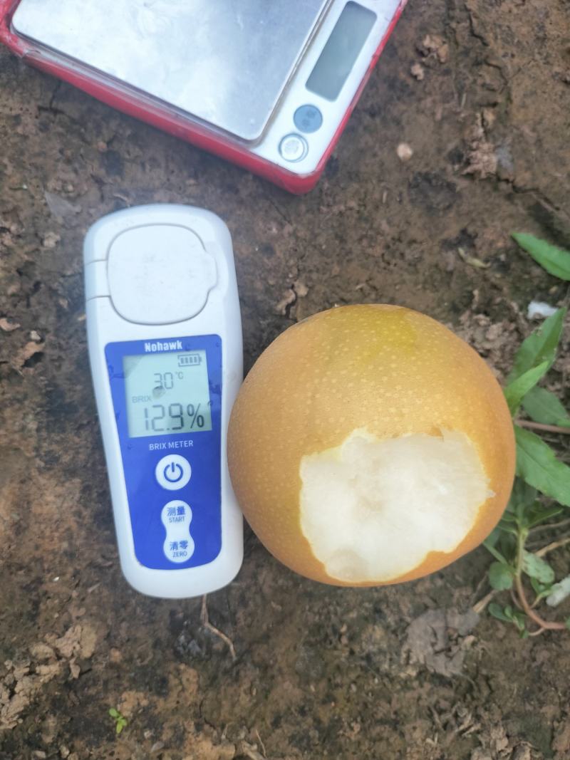 河南安阳内黄晚秋黄梨大量上市，品质保障可视频看货