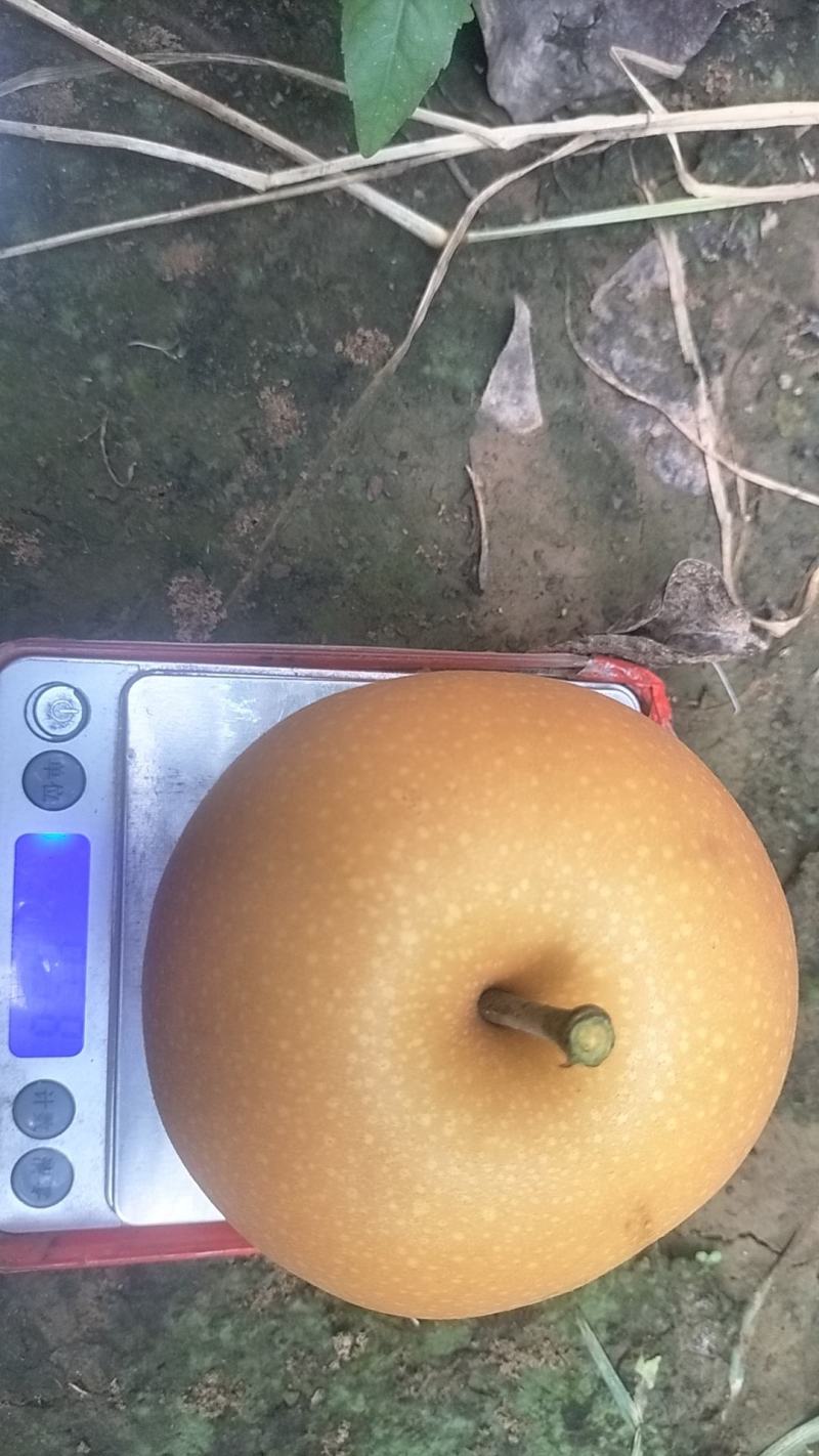 河南安阳内黄晚秋黄梨大量上市，品质保障可视频看货