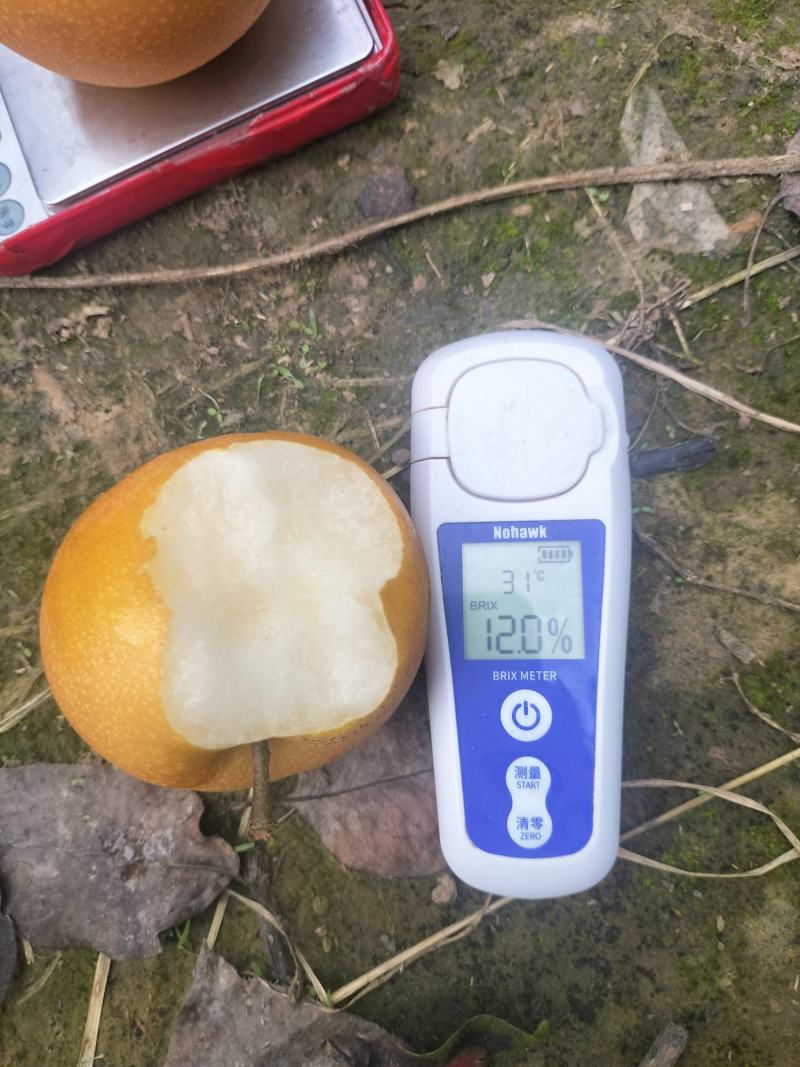 河南安阳内黄晚秋黄梨大量上市，品质保障可视频看货