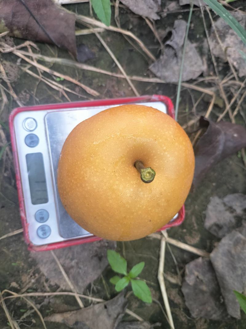 河南安阳内黄晚秋黄梨大量上市，品质保障可视频看货