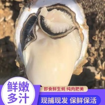 【热销】乳山生蚝三倍体生蚝壳薄肉多可零售批发货源足价格低