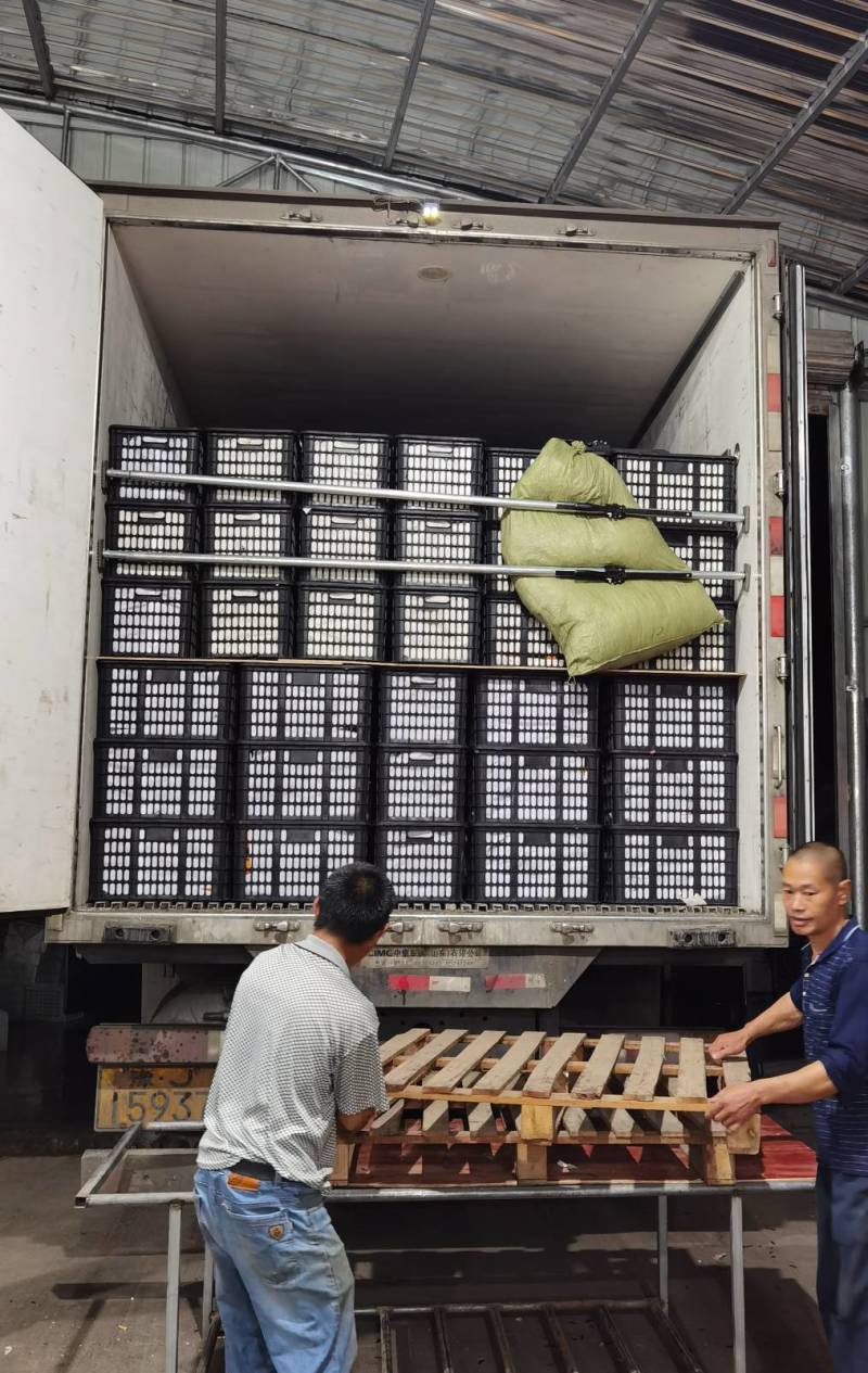 爱媛38号果冻橙社区团购小果高次整车代发一手货源