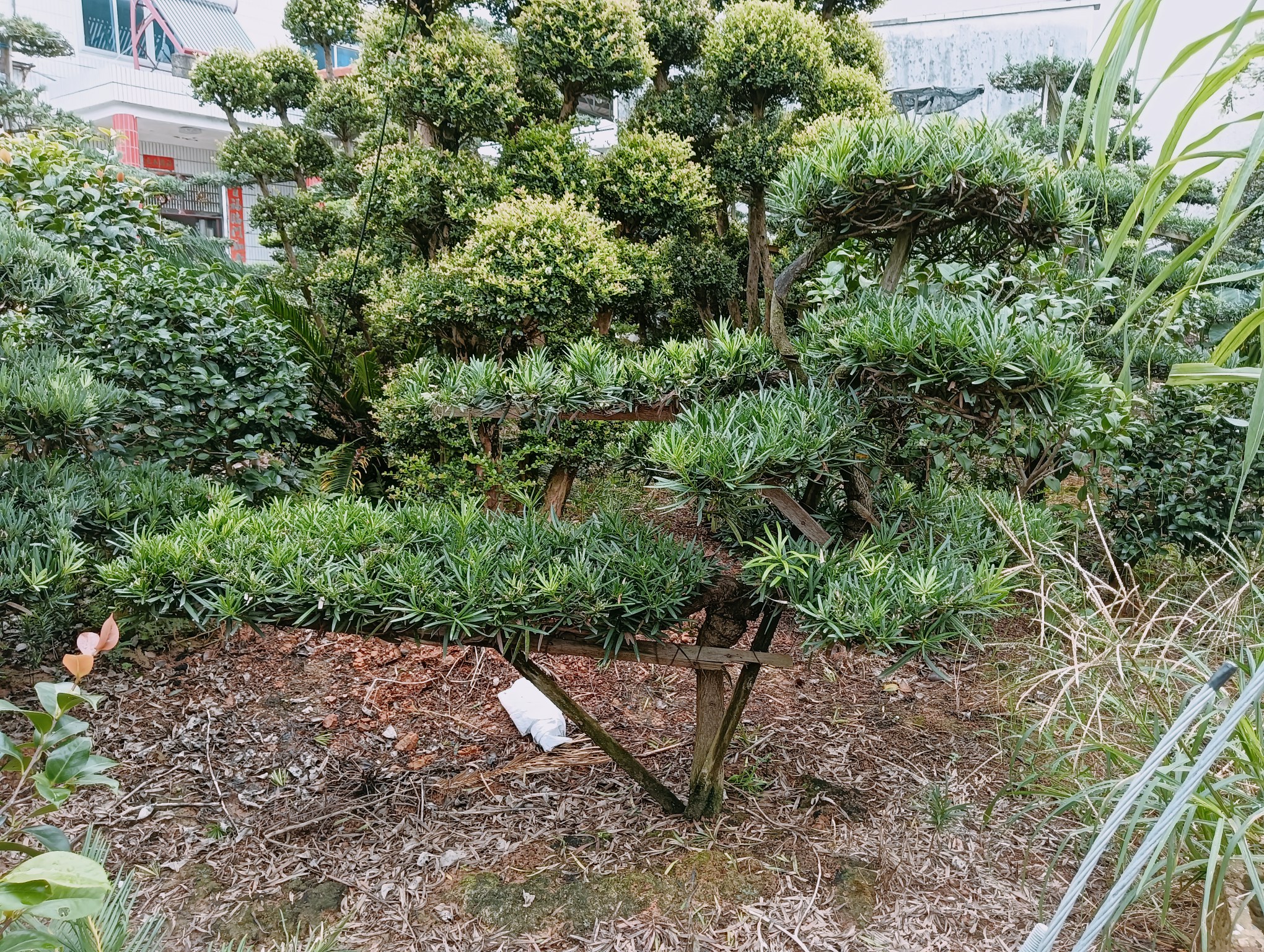 春季罗汉松在阳光下进行滴灌浇水,土壤湿润但不过湿 春季罗汉松浇水操作