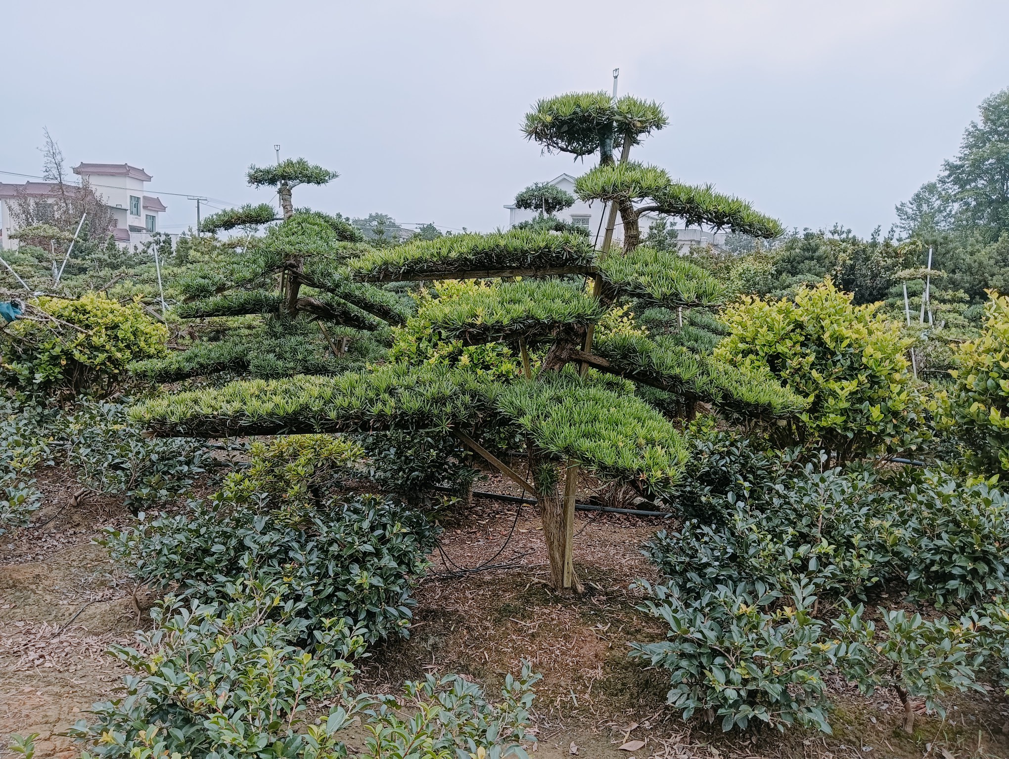室内灯光照明下的罗汉松盆景艺术展台,陈列五件获奖作品,风格涵盖直干式、斜干式、悬崖式等,每件配编号铭牌与二维码溯源标签,观众正在扫码查看产地信息,背景为中国传统水墨画屏风 罗汉松盆景艺术展览现场