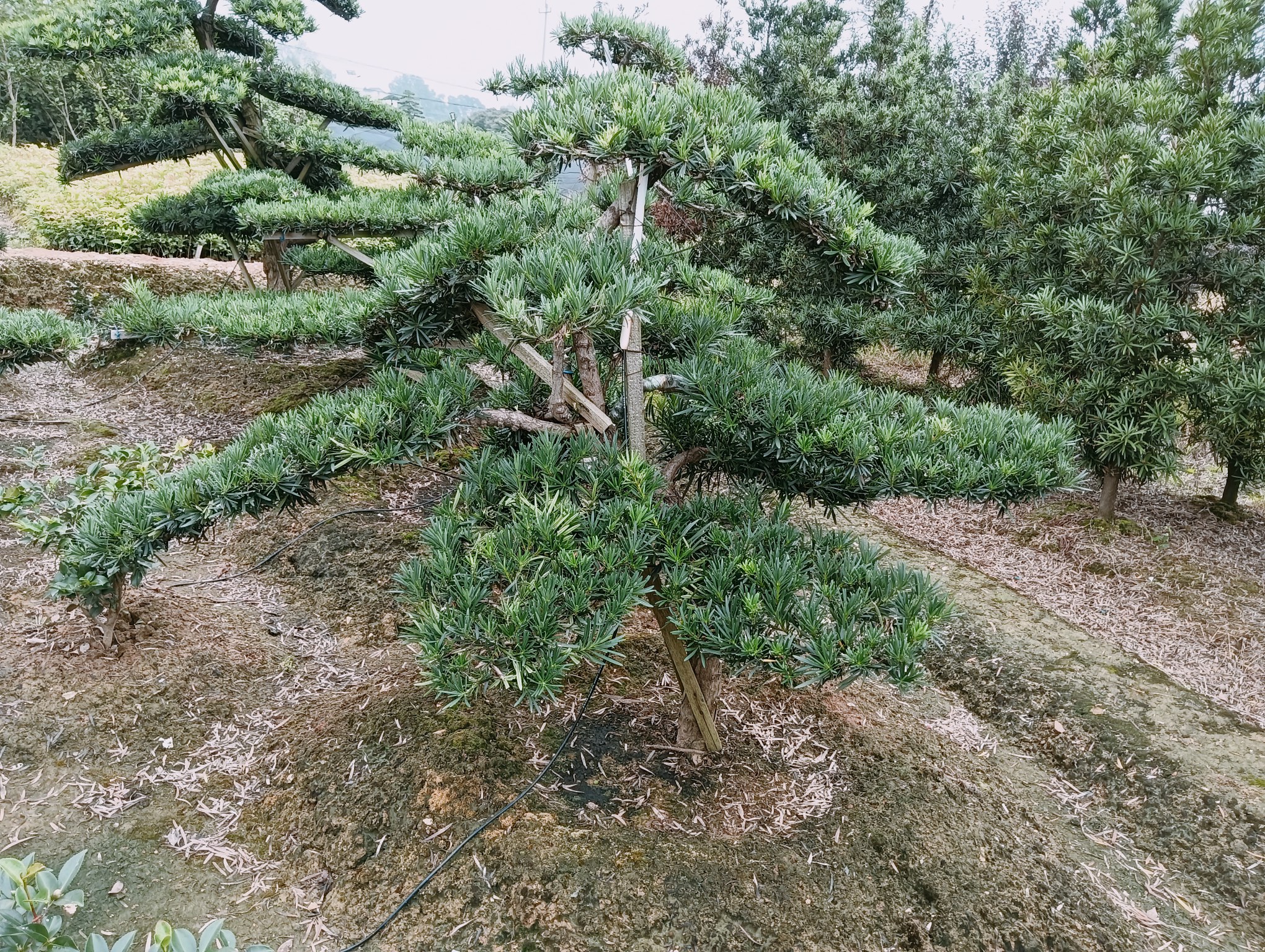 一盆成型的珍珠罗汉松盆景特写照片,展示其密集的小型叶片、扭曲的老干纹理和精心修剪的云片状树冠,配以紫砂盆和苔藓铺面,体现中国传统盆景美学风格 罗汉松盆景特写