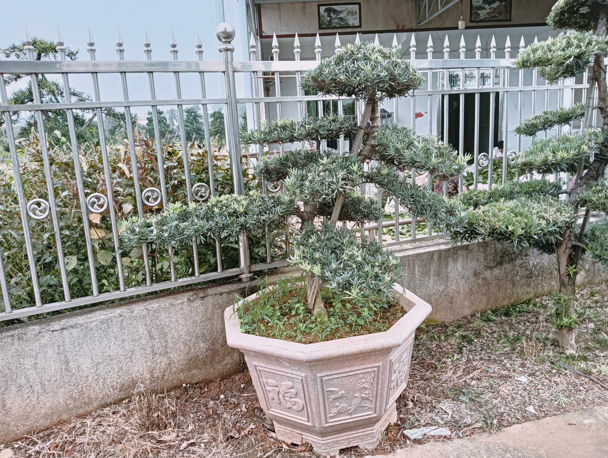 罗汉松盆景在室内养护示意图