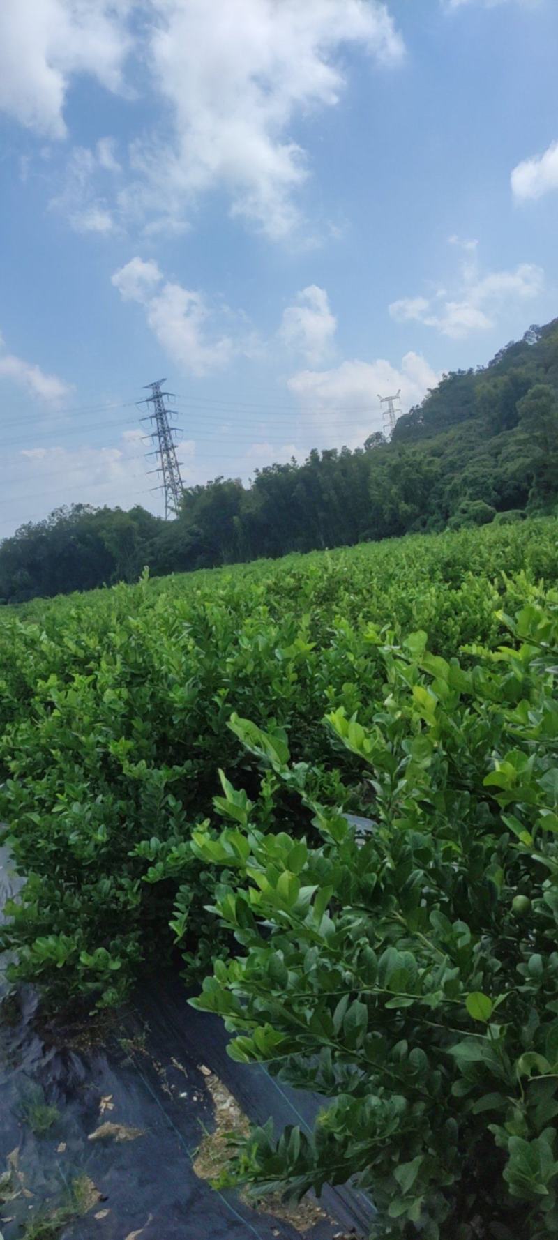 广东香水柠檬，广东无籽柠檬
