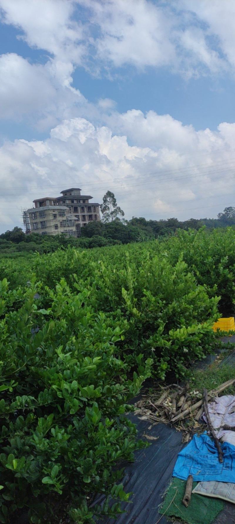 广东香水柠檬，广东无籽柠檬