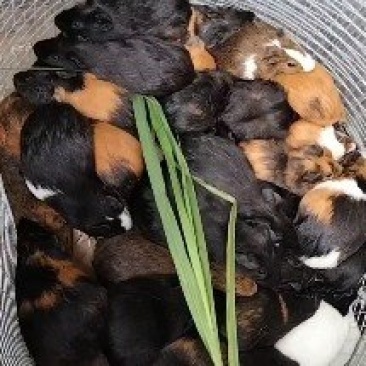 钦州荷兰猪豚鼠可宠物可食用，公母大小都有