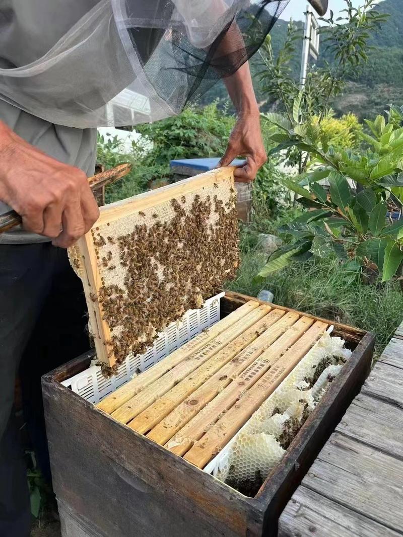 精品枣花蜜土蜂蜜合作社质量保证量大从优一件代发