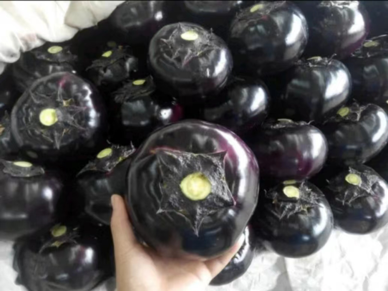 精品圆茄大量上市产地直发可供各大电商平台市场超市