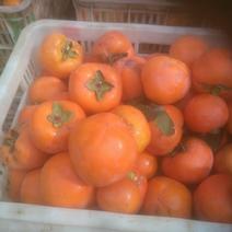 大红袍柿子大量上市了一手货源