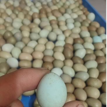 芦丁鸡种蛋