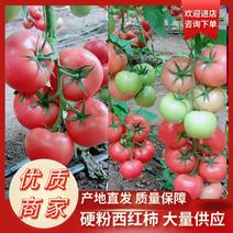 【产地直供】吉林西红柿硬粉西红柿东北西红柿全国