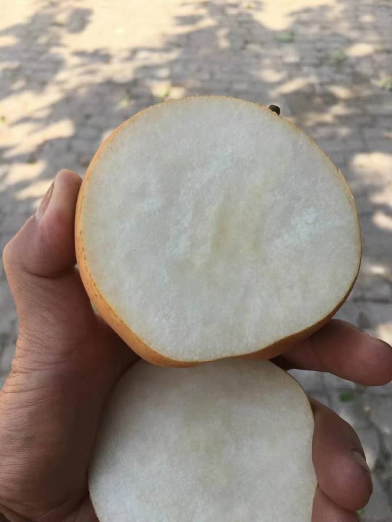新梨七号红香酥雪青皇冠玉露香秋月晚秋月梨一手货源
