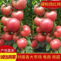 西红柿吉林西红柿东北西红柿硬粉西红柿品质保证价优