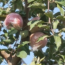 苹果富士嘎拉美八一手货源充足