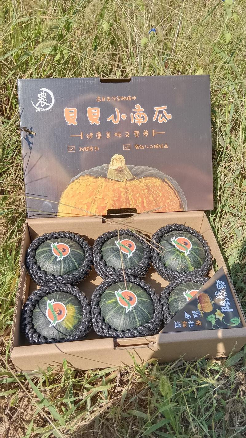 辽宁精品贝贝南瓜，可一件代发，货源充足