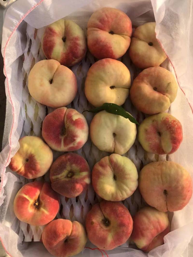 明月36-3.6-6早金霞金苹美蟠五6-21蟠九蟠七毛蟠