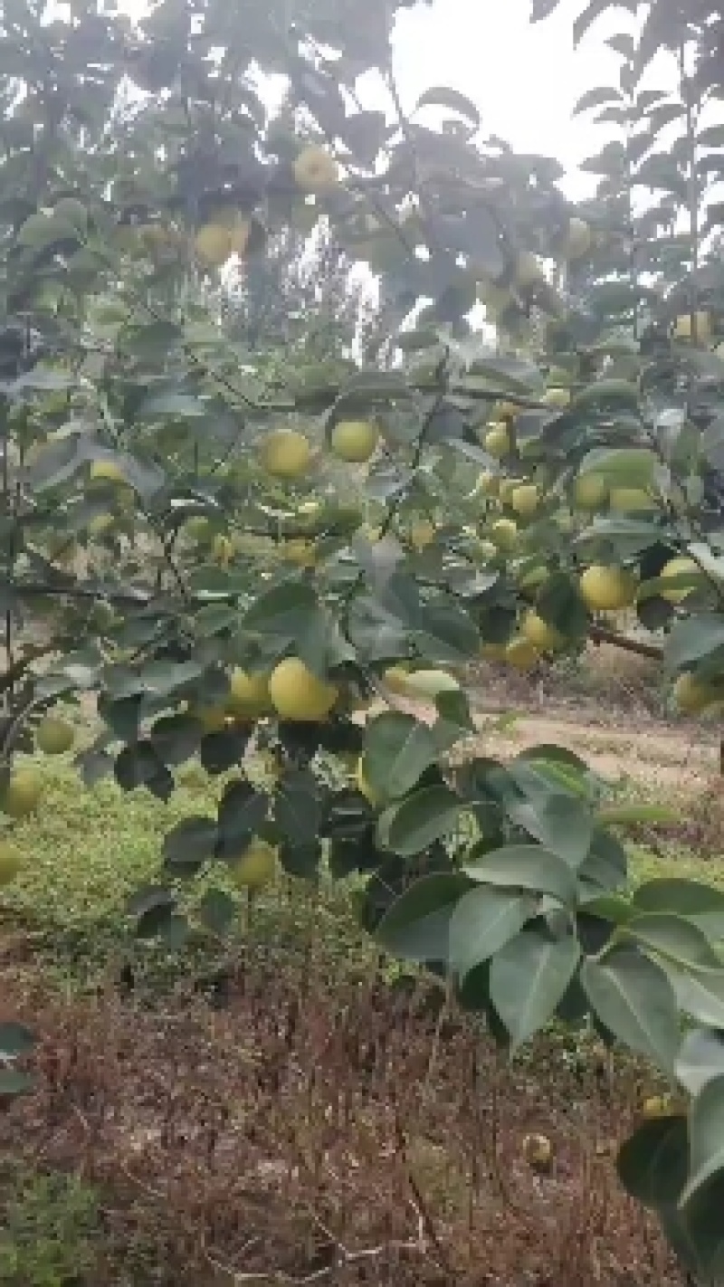 自家种植早酥梨、皇冠梨，表面光洁无斑果肉细腻多汁！