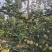 自家种植早酥梨、皇冠梨，表面光洁无斑果肉细腻多汁！