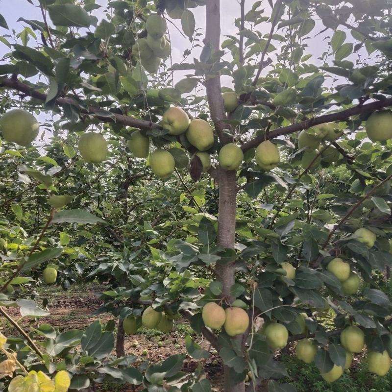 自家种植早酥梨、皇冠梨，表面光洁无斑果肉细腻多汁！