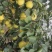 自家种植早酥梨、皇冠梨，表面光洁无斑果肉细腻多汁！