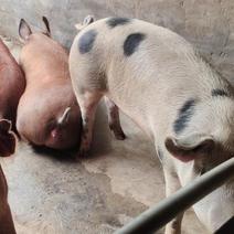 活猪/无猪饲料喂养纯粮食饲养，无任何添加。