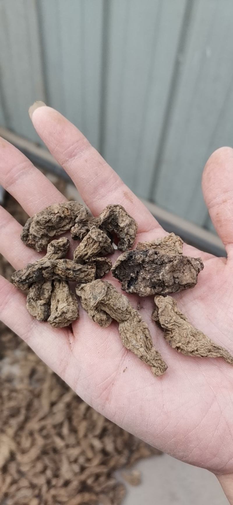 地黄鲜货干货承接批发药厂一手货源