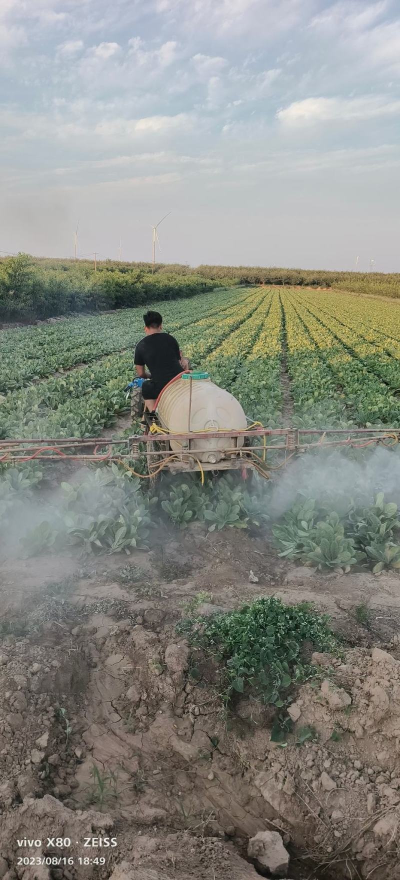 地黄鲜货干货承接批发药厂一手货源