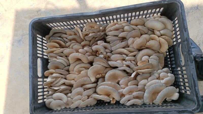 【推荐】河南食用菌蘑菇平菇基地直供，一手货源，质优