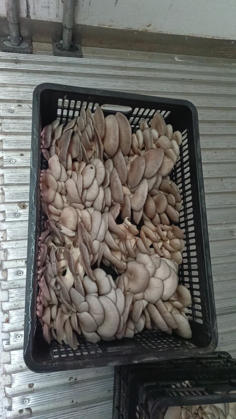 【推荐】河南食用菌蘑菇平菇基地直供，一手货源，质优