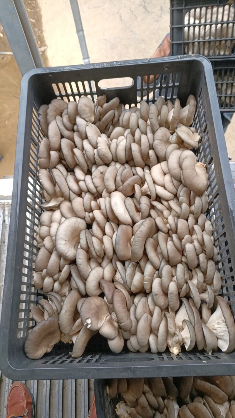 【推荐】河南食用菌蘑菇平菇基地直供，一手货源，质优