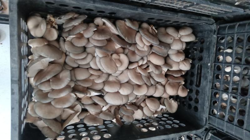 【推荐】河南食用菌蘑菇平菇基地直供，一手货源，质优