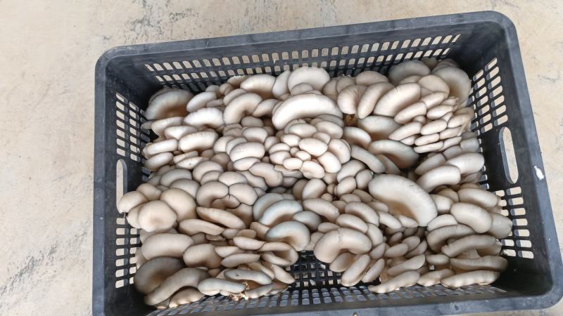 【推荐】河南食用菌蘑菇平菇基地直供，一手货源，质优